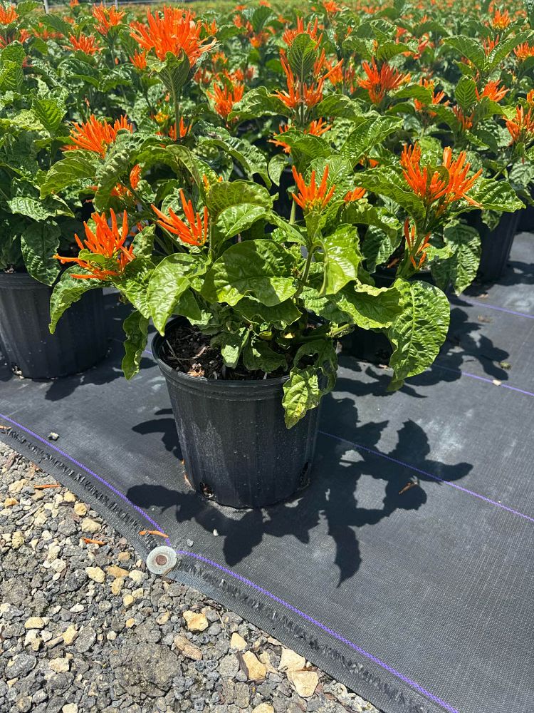 justicia-spicigera-mexican-honeysuckle-orange-plume-justicia-ghiesbreghtiana