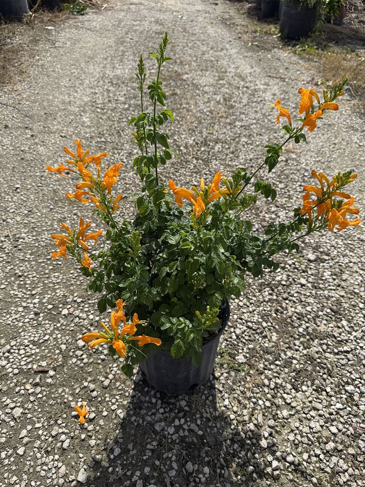 justicia-spicigera-mexican-honeysuckle-orange-plume-justicia-ghiesbreghtiana