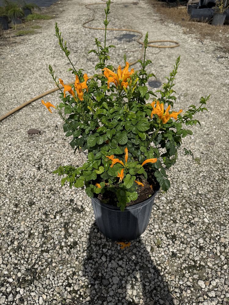 justicia-spicigera-mexican-honeysuckle-orange-plume-justicia-ghiesbreghtiana