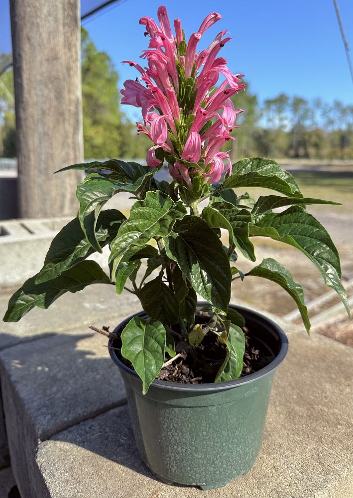 justicia-thelma-s-pink-flamingo-flower-jacobinia-pine-bur-begonia-brazilian-plume