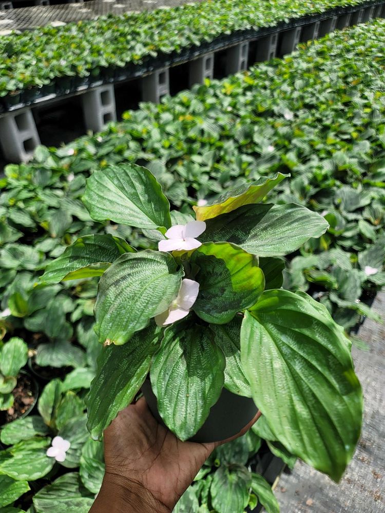 kaempferia-elegans-satin-checks-peacock-plant-peacock-ginger