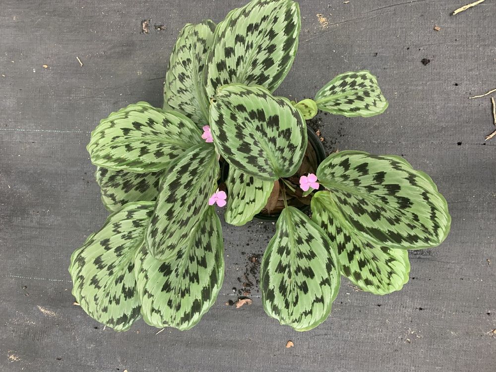 kaempferia-laotica-shazam-peacock-ginger