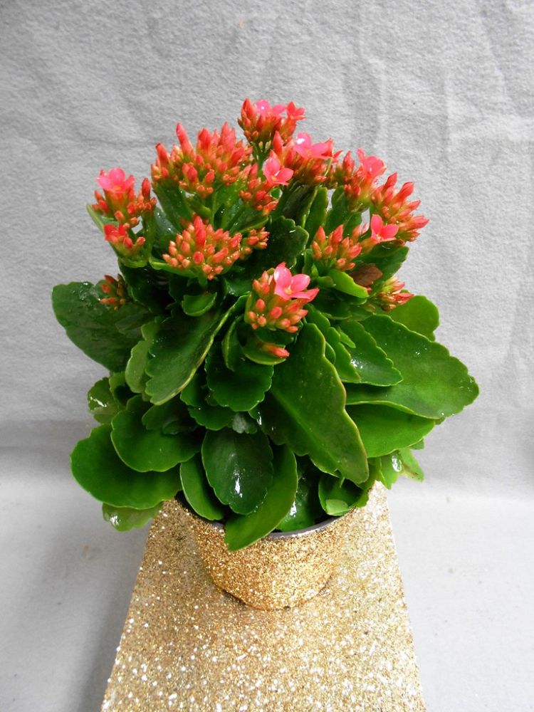 kalanchoe-blossfeldiana-christmas-kalanchoe-florist-kalanchoe-flaming-katy
