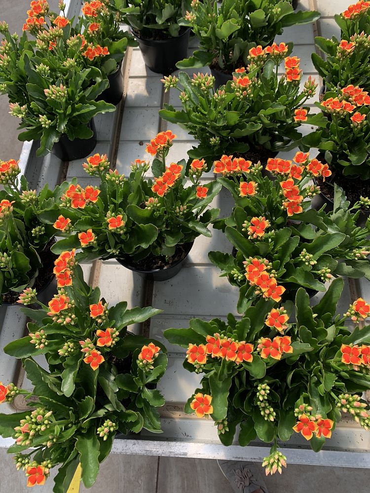 kalanchoe-blossfeldiana-christmas-kalanchoe-florist-kalanchoe-flaming-katy