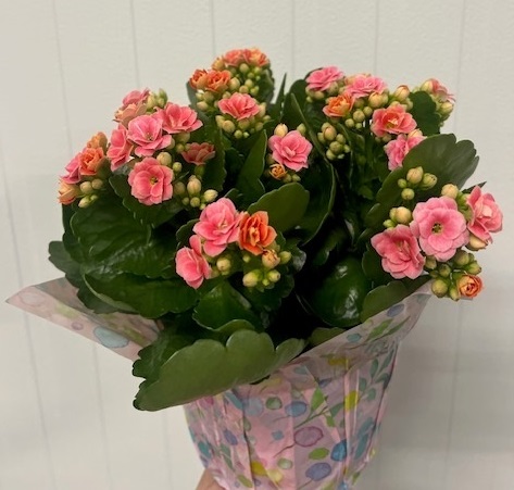 kalanchoe-blossfeldiana-forever-midi-salmon-pink-christmas-kalanchoe-florist-kalanchoe-flaming-katy