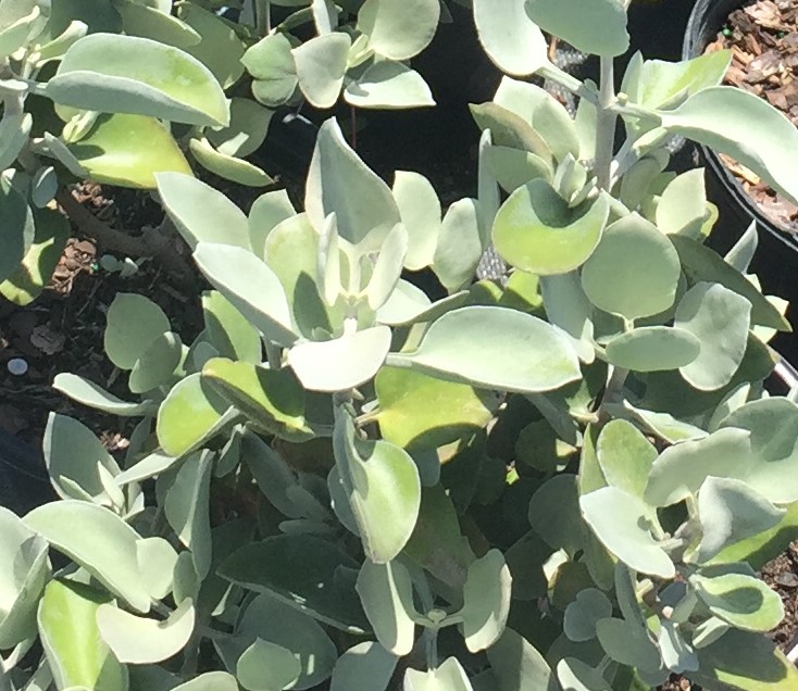 kalanchoe-bracteata
