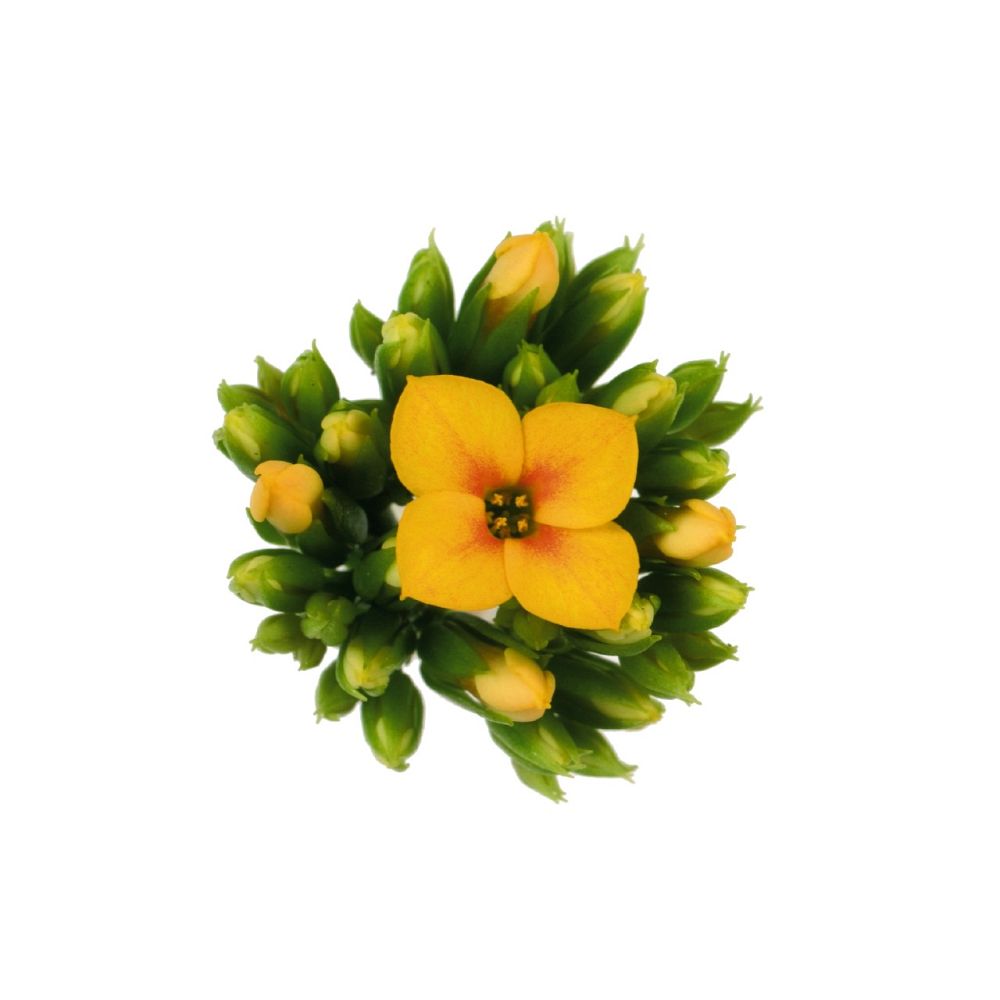 kalanchoe-bryophyllum