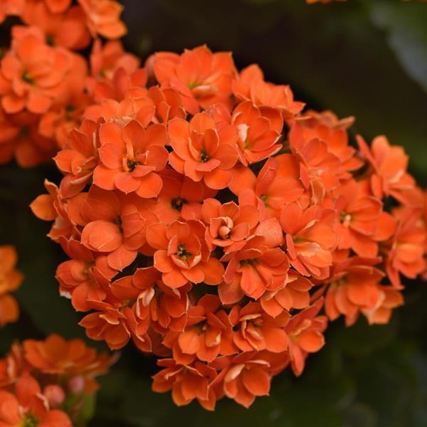 kalanchoe-bryophyllum