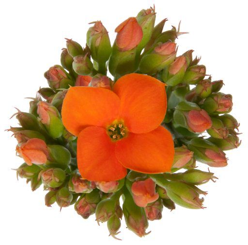 kalanchoe-bryophyllum