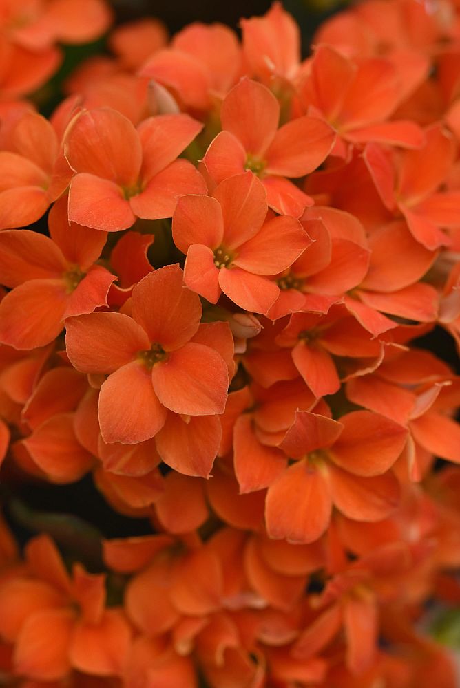 kalanchoe-bryophyllum