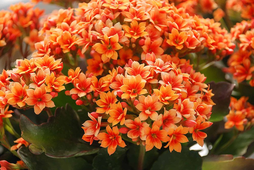 kalanchoe-bryophyllum