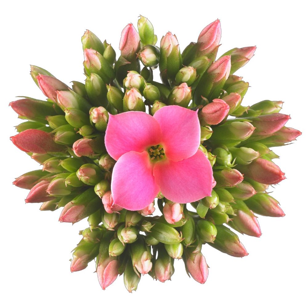 kalanchoe-bryophyllum