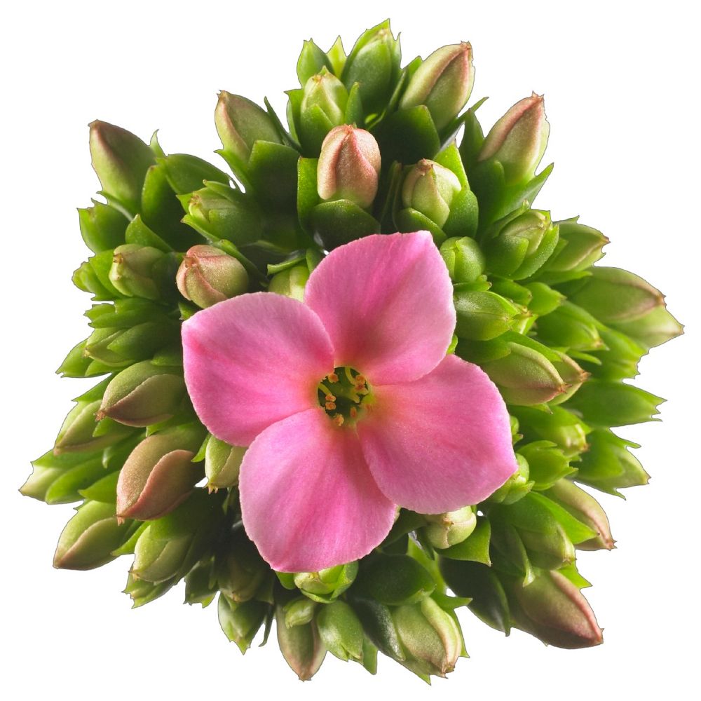 kalanchoe-bryophyllum