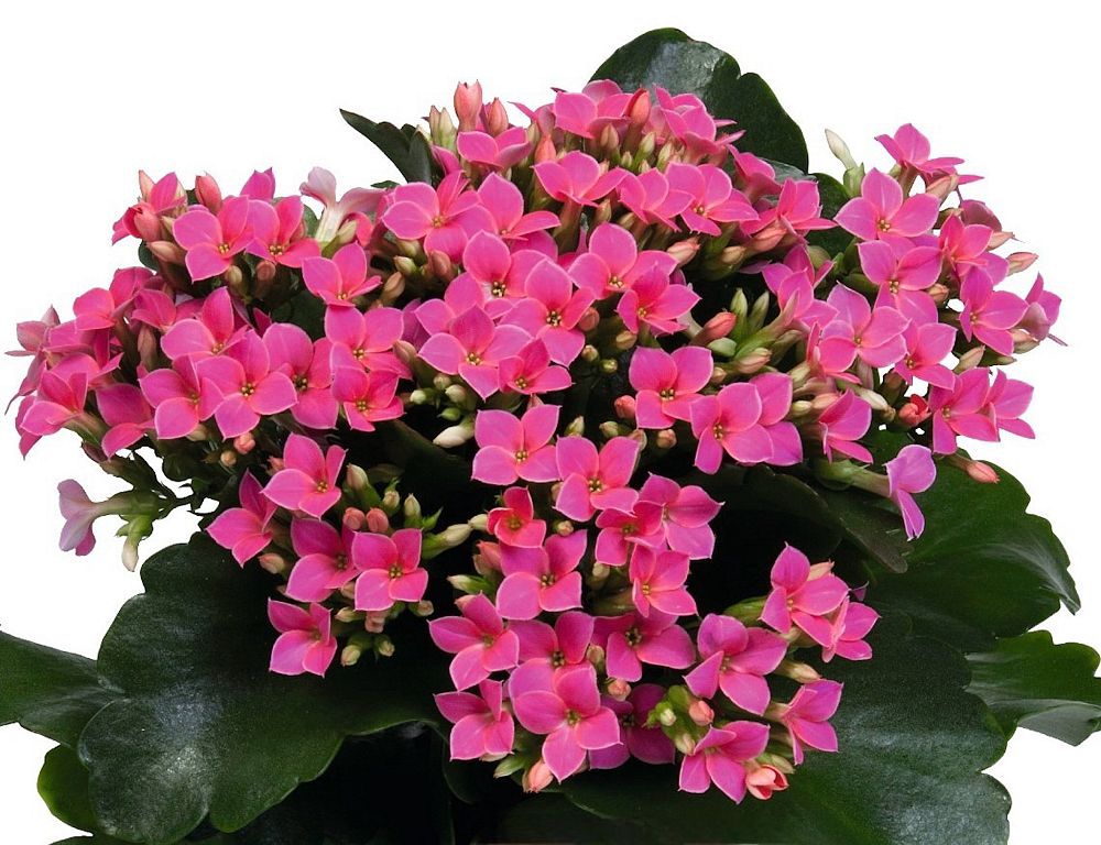 kalanchoe-bryophyllum