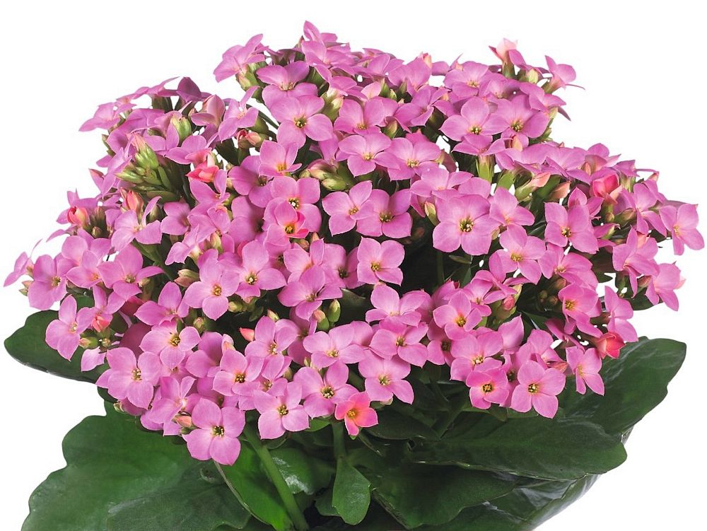 kalanchoe-bryophyllum