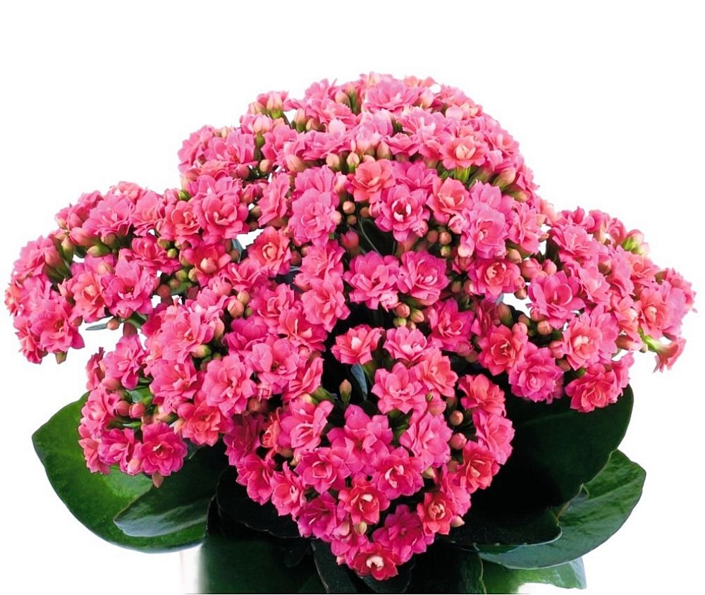 kalanchoe-bryophyllum