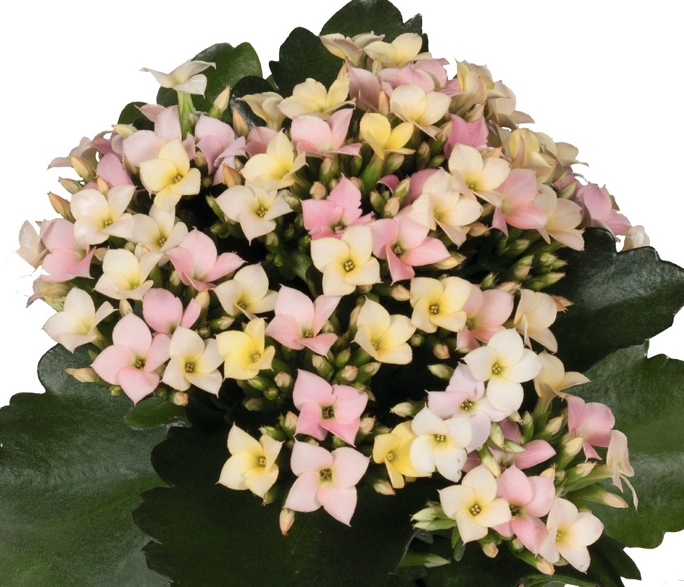 kalanchoe-bryophyllum