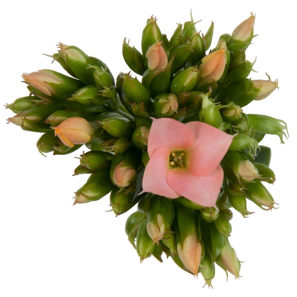 kalanchoe-bryophyllum