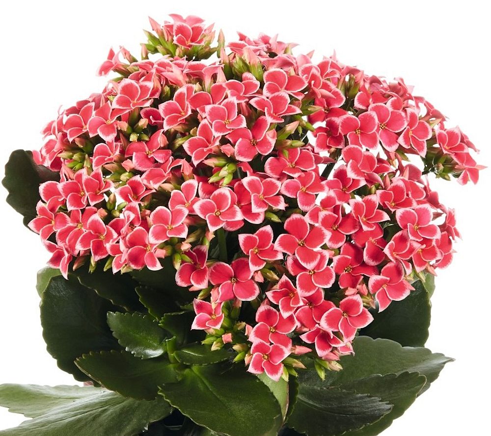kalanchoe-bryophyllum