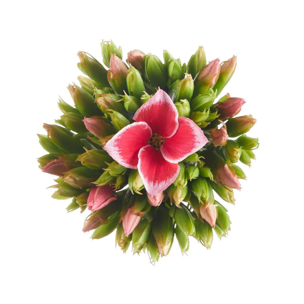 kalanchoe-bryophyllum