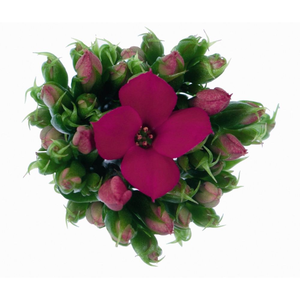 kalanchoe-bryophyllum