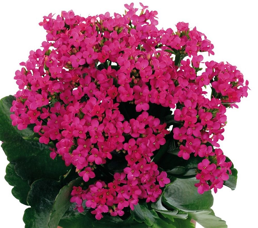 kalanchoe-bryophyllum