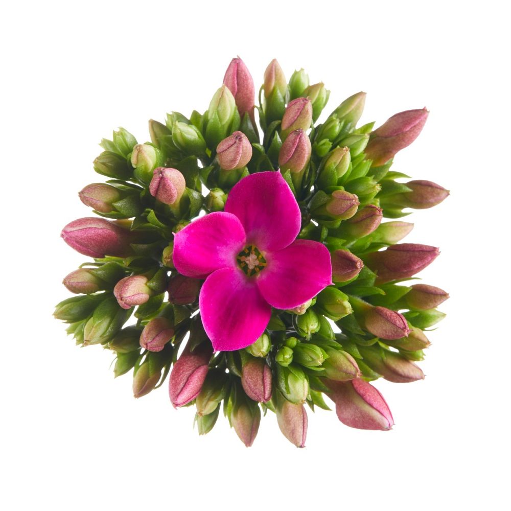 kalanchoe-bryophyllum