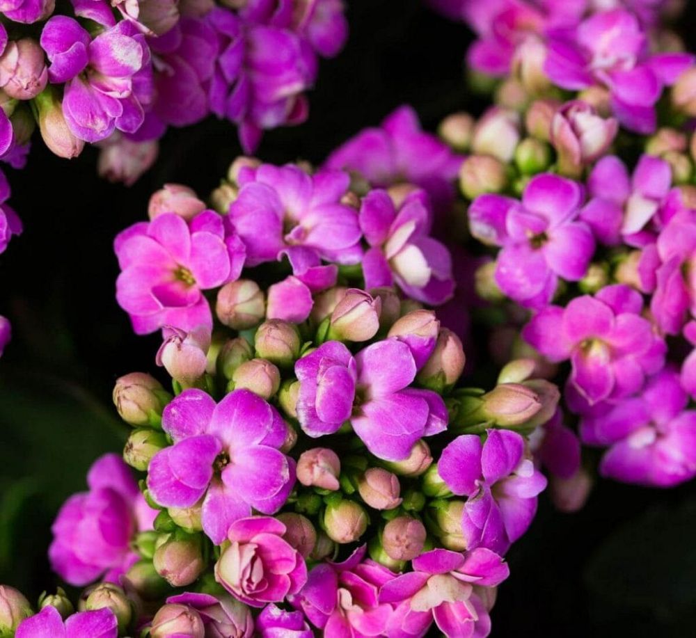 kalanchoe-bryophyllum