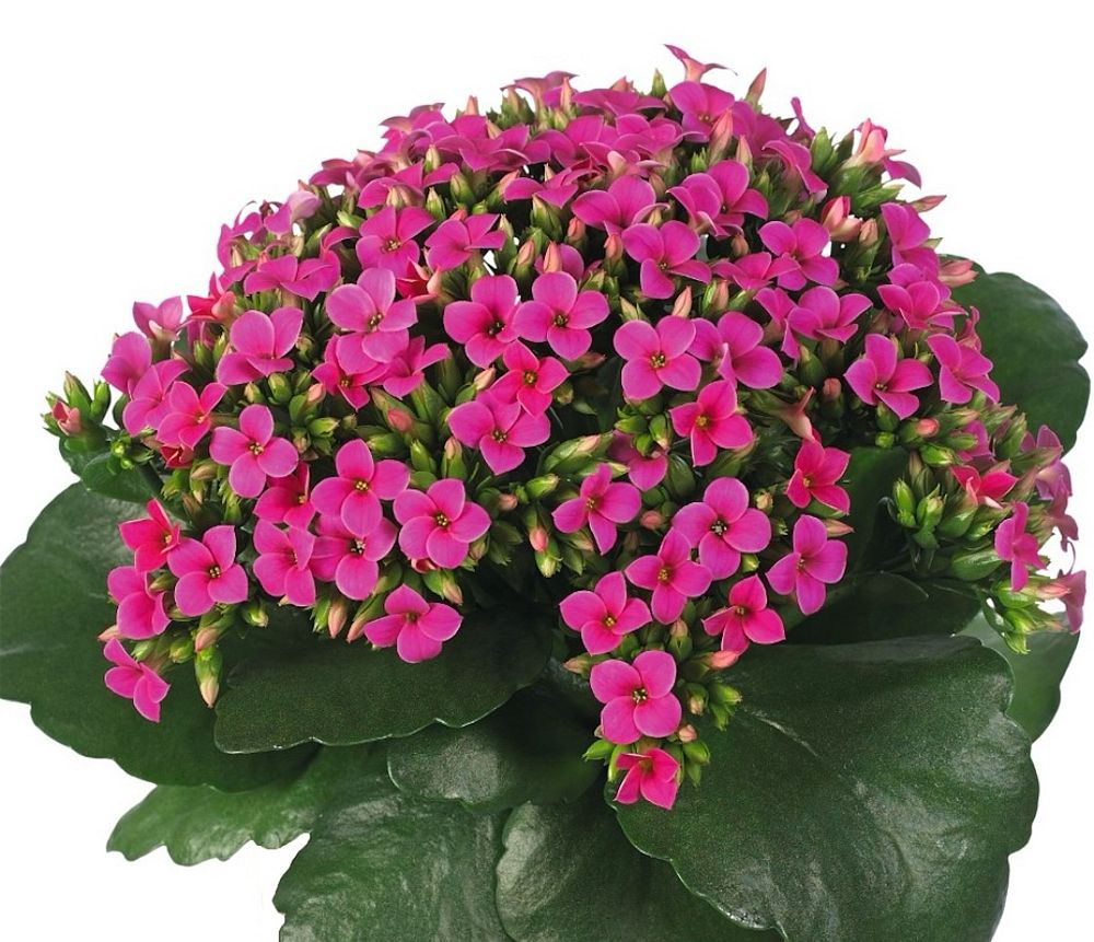 kalanchoe-bryophyllum