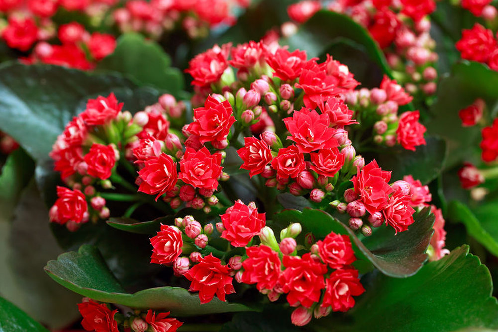 kalanchoe-bryophyllum