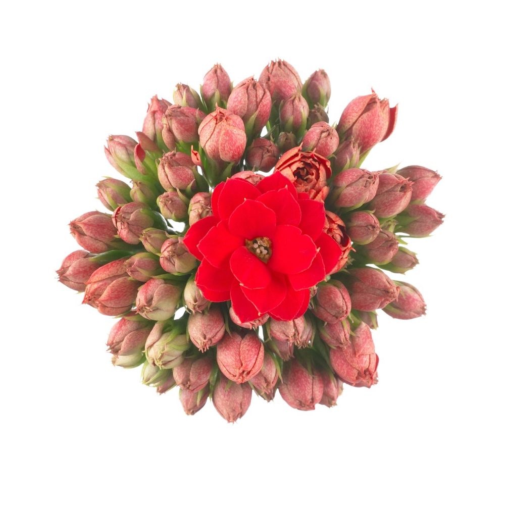 kalanchoe-bryophyllum