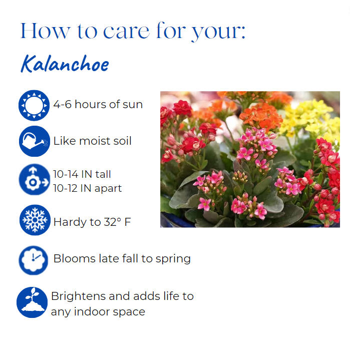 kalanchoe-bryophyllum