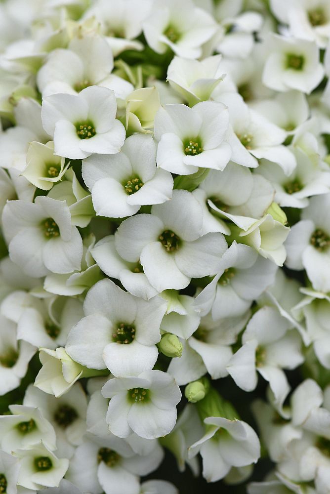 kalanchoe-bryophyllum