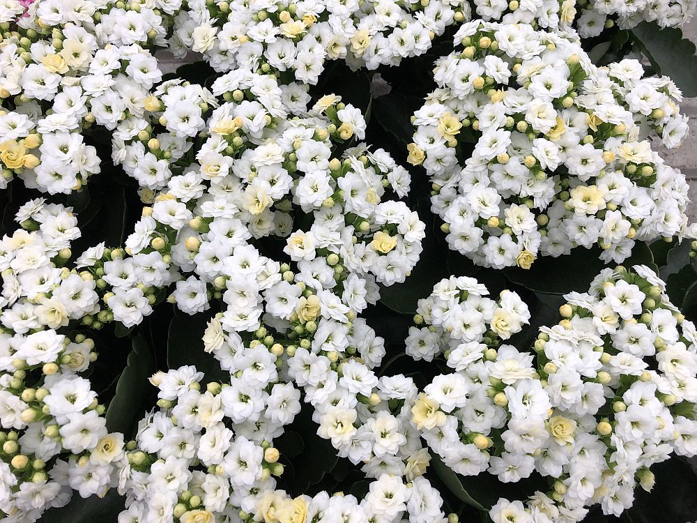 kalanchoe-bryophyllum