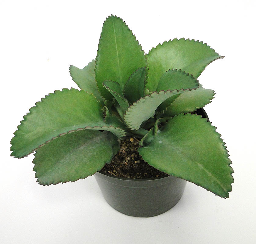kalanchoe-daigremontiana