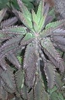 kalanchoe-daigremontiana