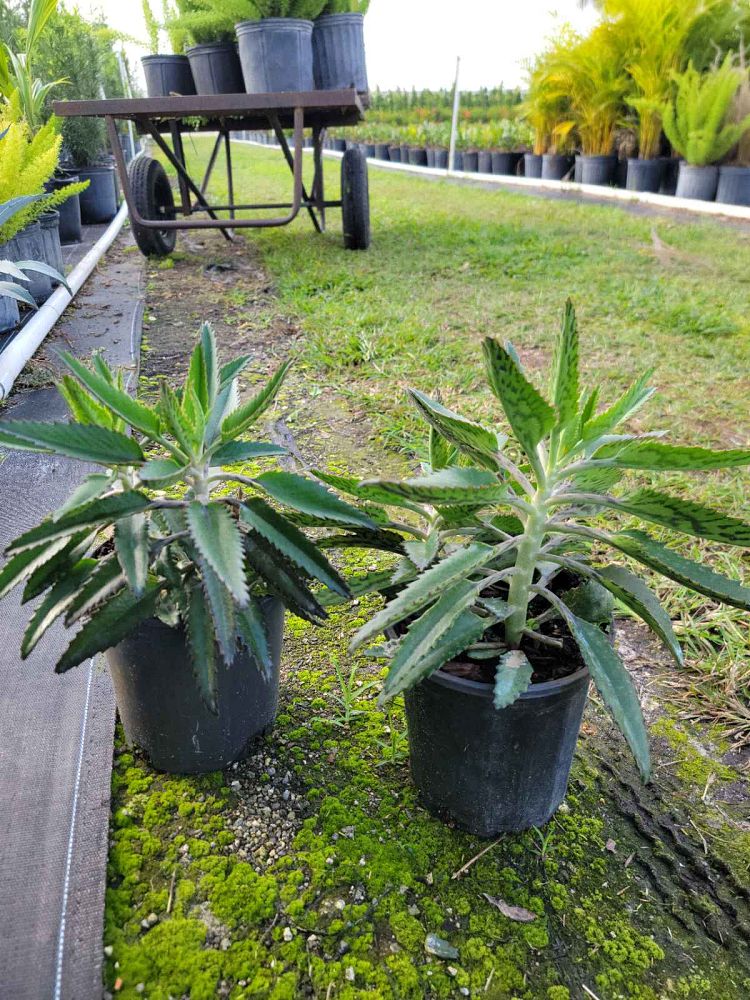 kalanchoe-eriophylla-blue-kalanchoe