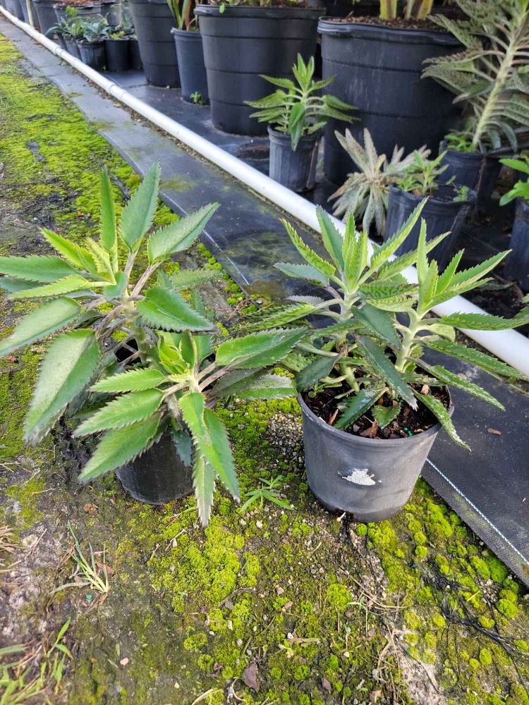 kalanchoe-eriophylla-blue-kalanchoe