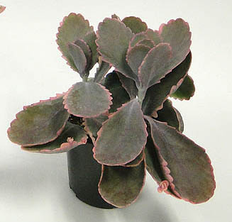 kalanchoe-fedtschenkoi-variegata-lavender-scallops-kalanchoe-stonecrop