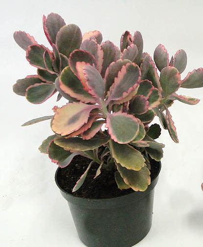 kalanchoe-fedtschenkoi-variegata-lavender-scallops-kalanchoe-stonecrop