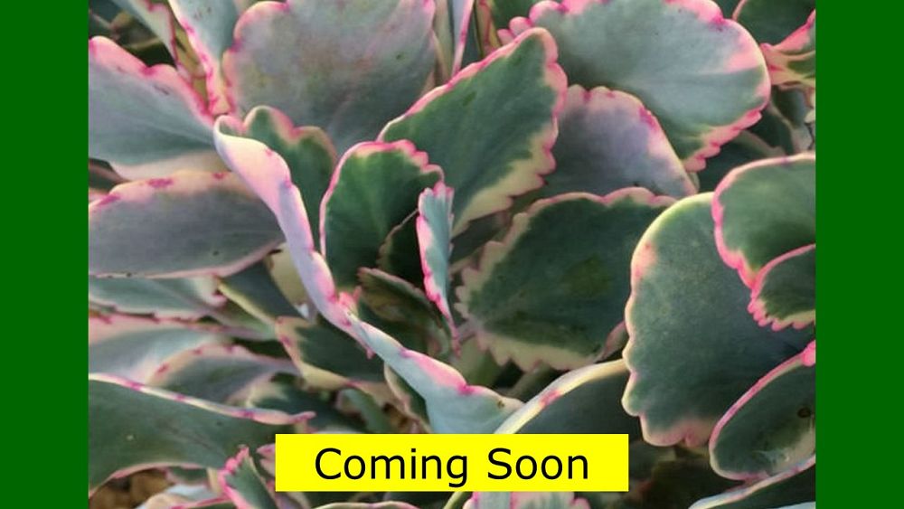 kalanchoe-fedtschenkoi-variegata-lavender-scallops-kalanchoe-stonecrop
