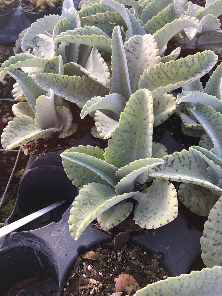 kalanchoe-gastonis-bonnieri-life-plant-donkey-ears