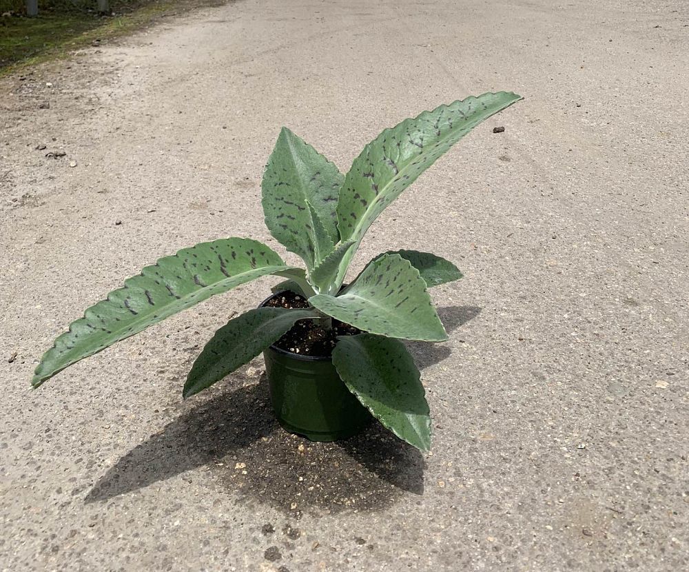 kalanchoe-gastonis-bonnieri-life-plant-donkey-ears