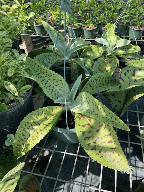 kalanchoe-gastonis-bonnieri-life-plant-donkey-ears
