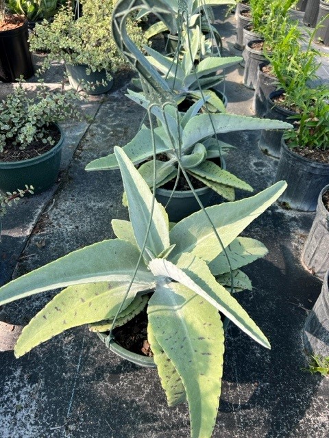 kalanchoe-gastonis-bonnieri-life-plant-donkey-ears
