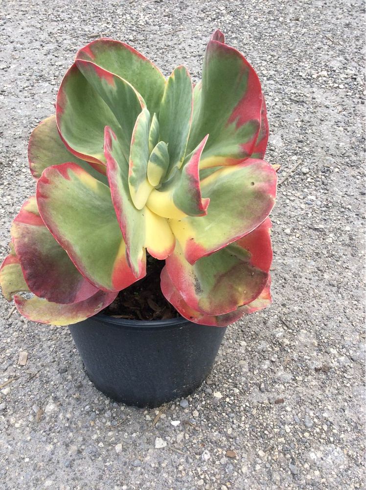 kalanchoe-luciae-fantastic-variegated-paddle-plant-kalanchoe-fantastic
