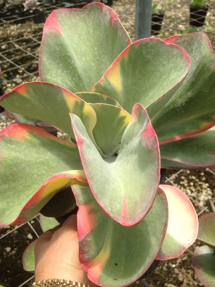 kalanchoe-luciae-fantastic-variegated-paddle-plant-kalanchoe-fantastic