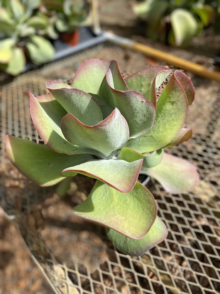 kalanchoe-luciae-fantastic-variegated-paddle-plant-kalanchoe-fantastic