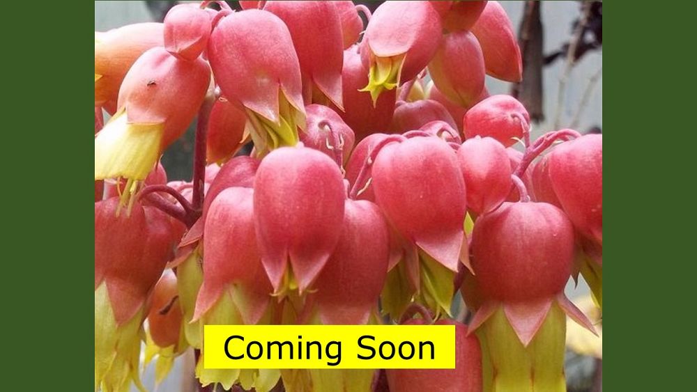 kalanchoe-mortagei