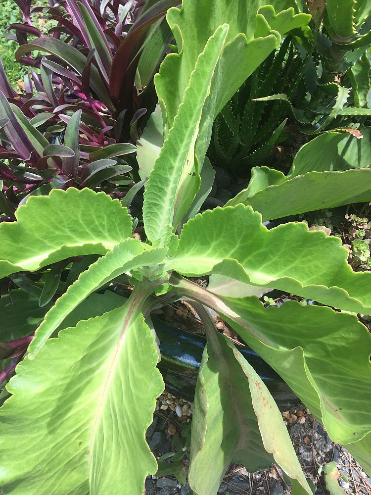 kalanchoe-mortagei